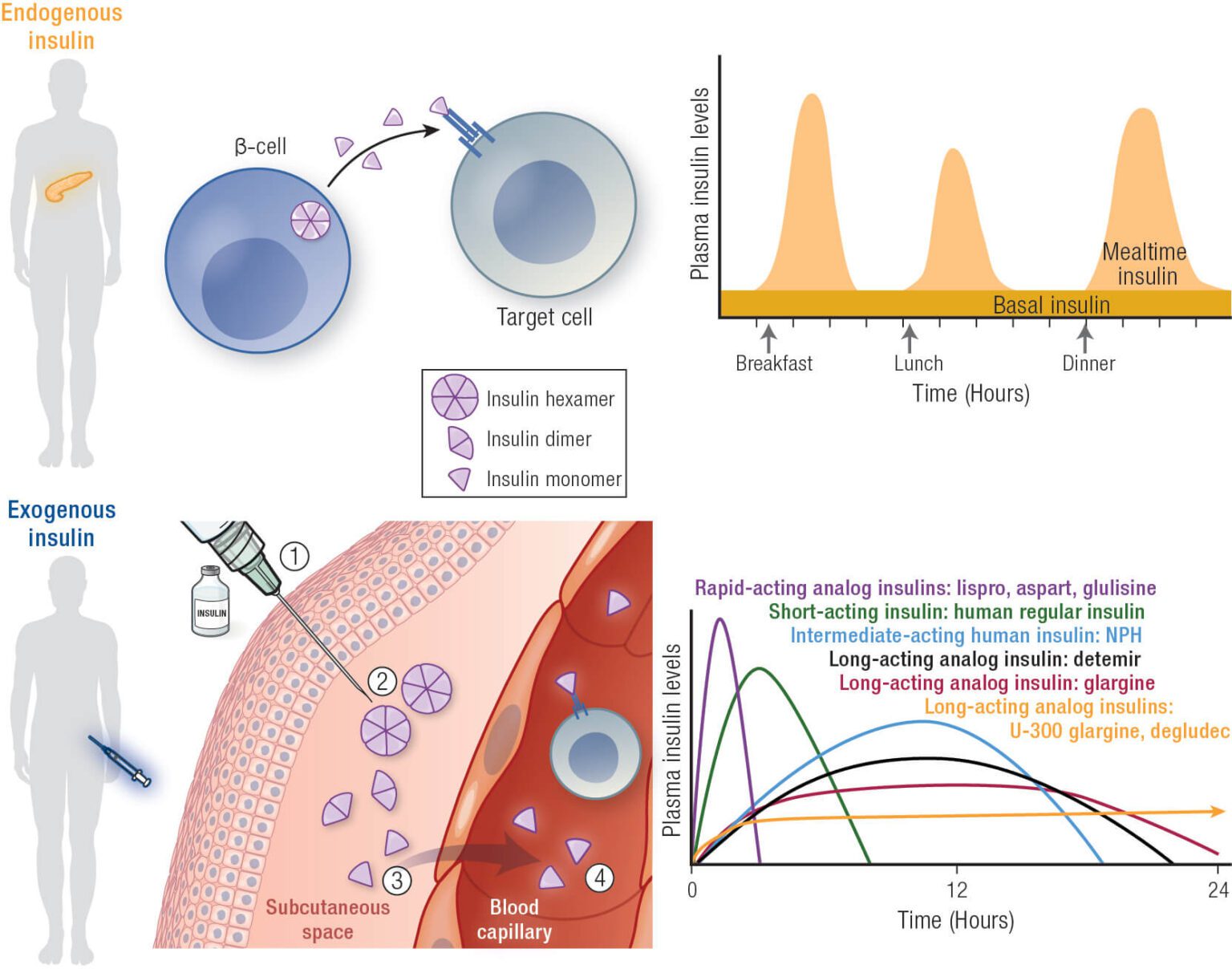 Endogenous pathway of insulin secretion exogenous insulin pathway